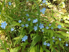Omphalodes nitida