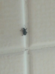 Otiorhynchus sulcatus