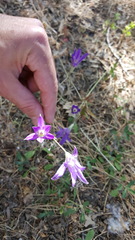 Brodiaea