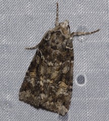 Anaplectoides prasina