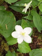Anemonastrum deltoideum