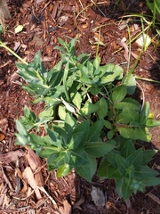Platycodon grandiflorus