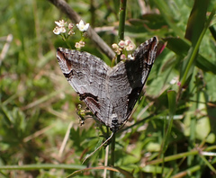 Aplocera praeformata