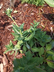 Platycodon grandiflorus