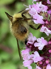 Bombus mixtus