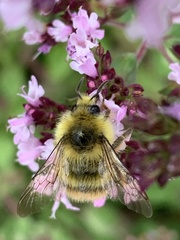 Bombus mixtus