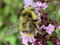 Bombus mixtus
