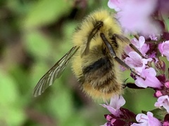 Bombus mixtus