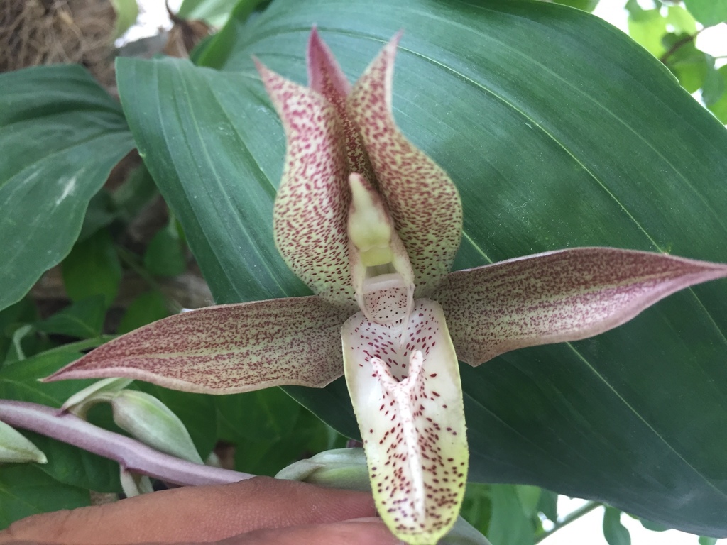 Catasetum laminatum