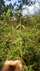 Lonicera subspicata subspicata