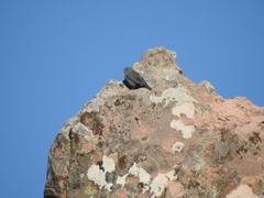 Geospizopsis unicolor