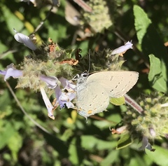 Satyrium californica