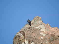 Geospizopsis unicolor