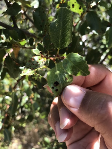iNaturalist observation photo of Pucciniomycetes