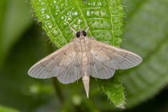 Phostria