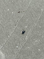 Habroscelimorpha dorsalis