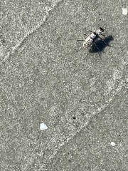 Habroscelimorpha dorsalis