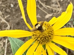 Xanthoepalpus bicolor