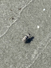 Habroscelimorpha dorsalis