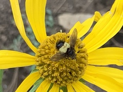 Xanthoepalpus bicolor