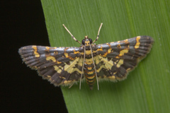 Eurrhyparodes tricoloralis