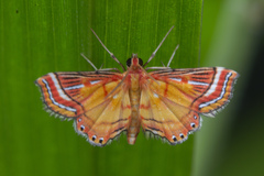 Ambia decoralis