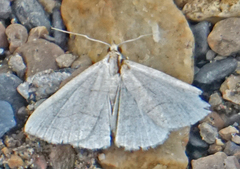 Zanclognatha pedipilalis