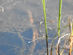 Lestes vigilax