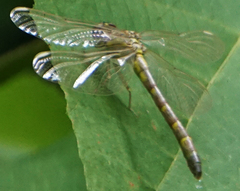 Stylogomphus albistylus