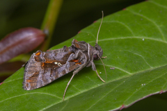 Plusiopalpa adrasta