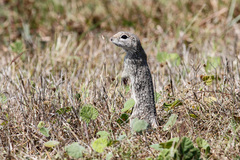 Xerospermophilus spilosoma