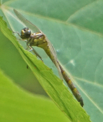 Stylogomphus albistylus