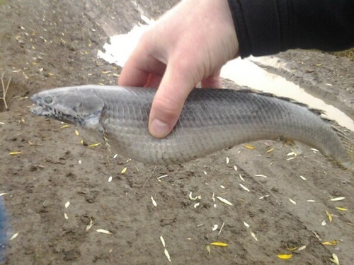 Ornate bichir (Polypterus ornatipinnis) — Polypteridae — 3