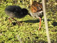 Rallus semiplumbeus
