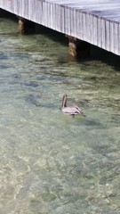 Pelecanus occidentalis