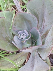 Echeveria rubromarginata