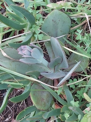 Echeveria rubromarginata