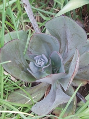 Echeveria rubromarginata