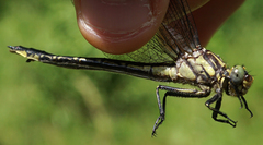Phanogomphus descriptus