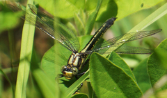 Phanogomphus descriptus