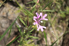 Clarkia pulchella