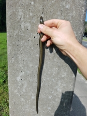 Ophisaurus ventralis image