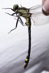 Gomphurus lineatifrons