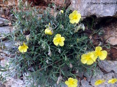 Helianthemum nummularium