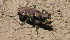 Cicindela ancocisconensis
