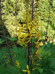 Ligularia