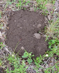 Thomomys mazama