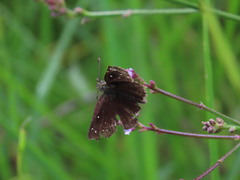 Piruna brunnea