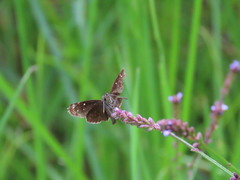 Piruna brunnea