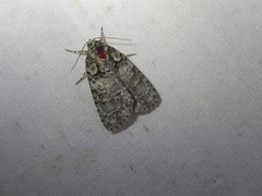 Acronicta retardata